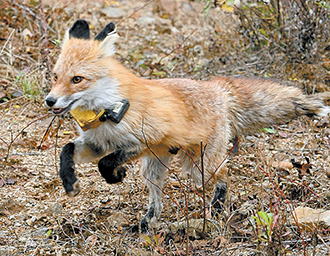 South Korea Spotlights Fox as September’s Endangered Species