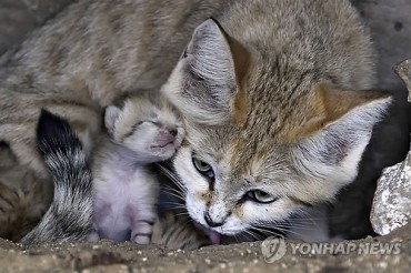 Goyang City Under Fire After Putting Down Injured Cat