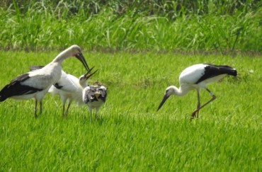 Artificial Nest Towers Built in Russia for Endangered Stork Species