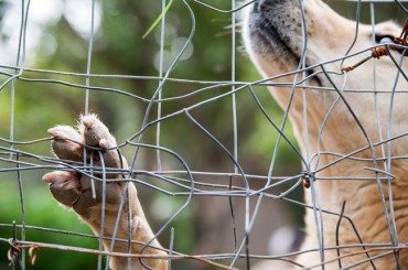 Over 1 Million Dogs Being Raised for Food in Appalling Conditions