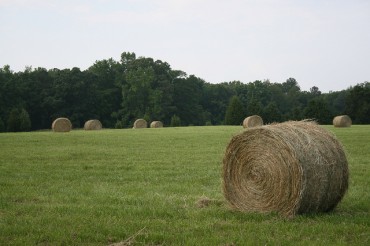 Korean Researchers Develop Five-Minute Quality Evaluation for Grass Forages