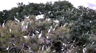 Flock of White Herons Wreaking Havoc in Gimhae