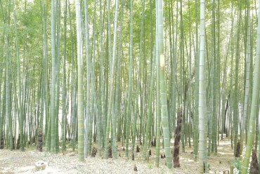 Study Highlights Potential of Bamboo in Carbon Sequestration