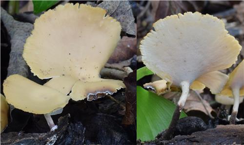 Ulleungdo Mushrooms Have Anti-Inflammatory Properties