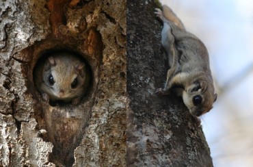 South Korea Observes Week to Raise Awareness of Endangered Species