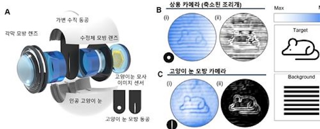 South Korean Scientists Develop Cat-Inspired Camera for Enhanced Night Vision