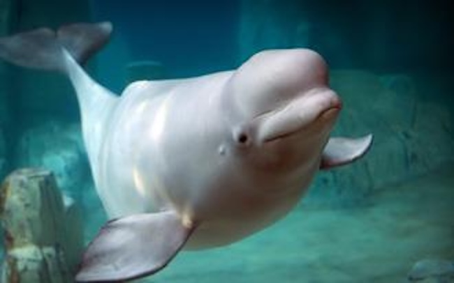 Captive Beluga’s Fate in Limbo as Release Plans Face Delays