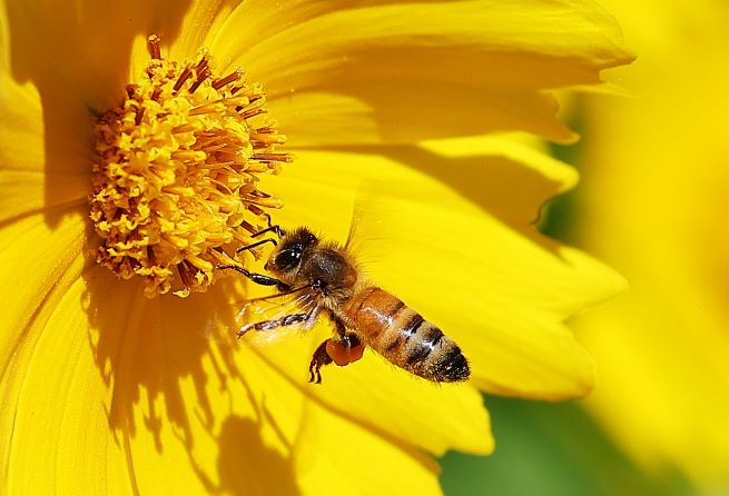 South Korean Agricultural Agency’s Royal Jelly Cosmetic Proves Effective in Anti-Wrinkle Treatment