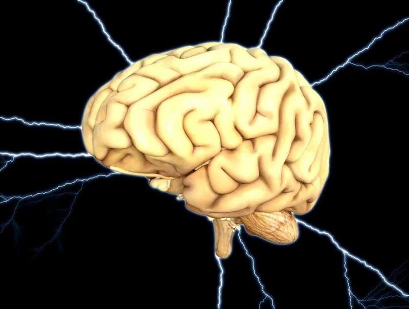 South Korean Scientists Unravel Brain’s Pain Processing Mechanism