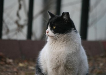 Number of Stray Cats in Seoul Drops as Neutering Project Proves Effective