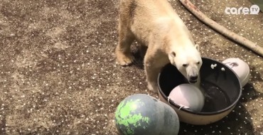 Zoo Faces Barrage of Criticism Over Polar Bear Treatment