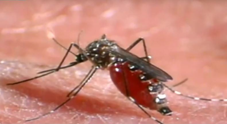 KDCA Issues Nationwide Alert for Japanese Encephalitis