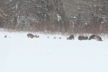 Roe Deer Gracefully Navigate Snowy Meadows around Jeju’s Halla Mountain