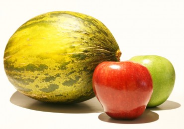 Jeju Tests Apple Melon as a New Cash Crop