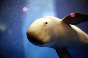 Finless Porpoise Under Siege in Korean Seas