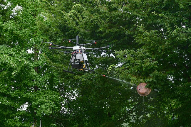 Drones Take Flight in South Korea’s Battle Against Deadly Hornets