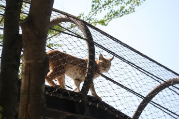 South Korea Designates Cheongju Zoo as First Regional Hub for Animal Welfare