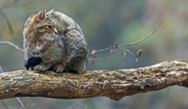 Wild Cats Get Scarves for Population Control