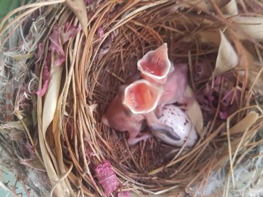 Constitutional Court Halts Interior Remodeling Work to Give Baby Birds Time to Grow