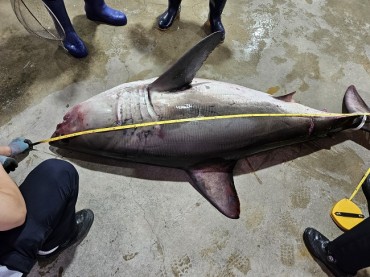 Sharks Move Up Towards Korean Coast with Rising Sea Temperatures: Study