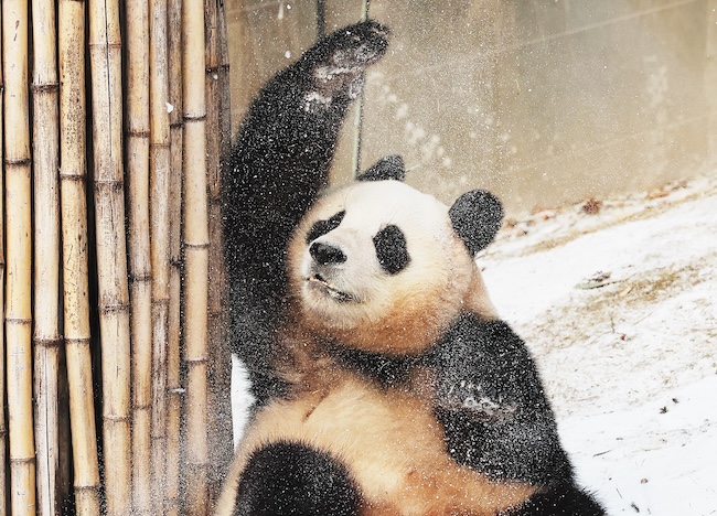 Pandas and Endangered Species Take Center Stage at South Korea’s Evolving Zoos