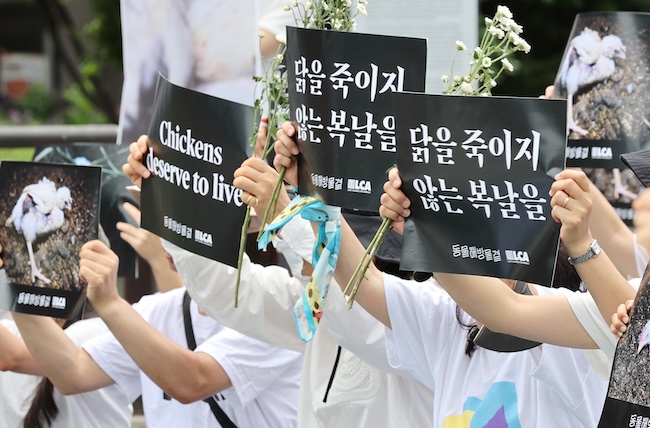 Animal Rights Groups Call for Change in Korean Summer Tradition Amid Chicken Welfare Concerns