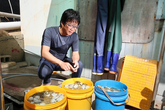 Heatwave Devastates Fish Farms in Pohang