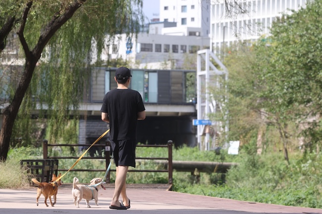 Seoul to Allow Dogs on Popular Stream Path in Trial Program