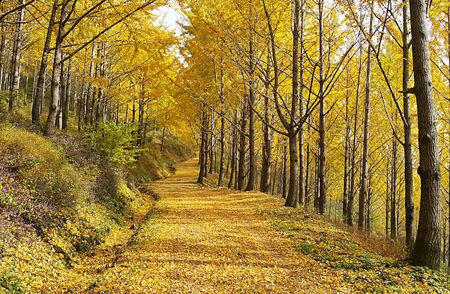 South Korea’s ‘Secret’ Ginkgo Forest to Open After Half a Century