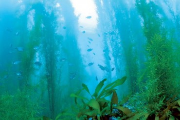 S. Korea to Allocate 60.3 bln Won in 2019 to Create ‘Underwater Forests’